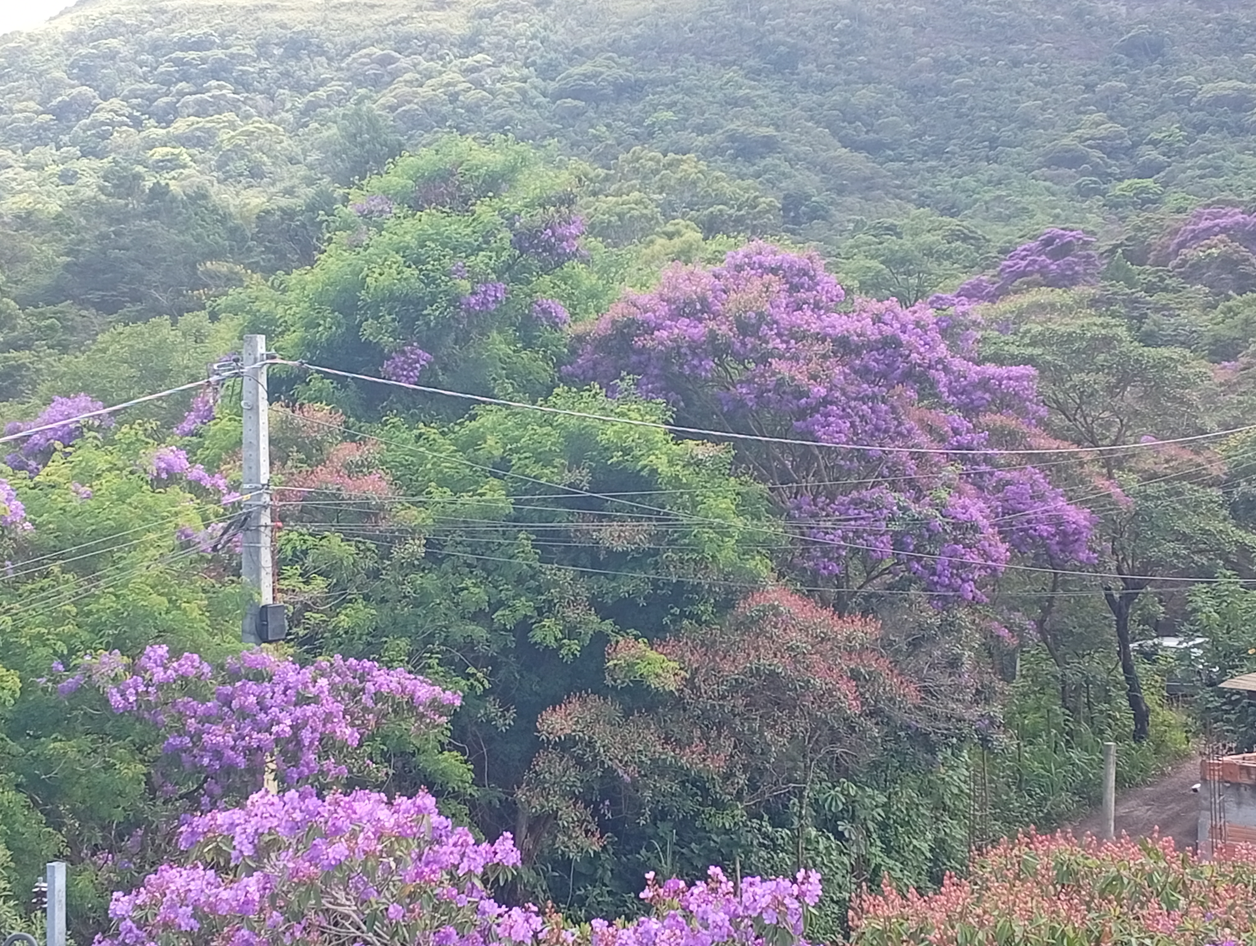 Quaresmeira 5
